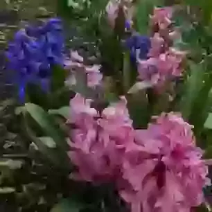 Bedding Hyacinths